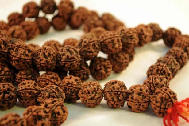 Rudraksha